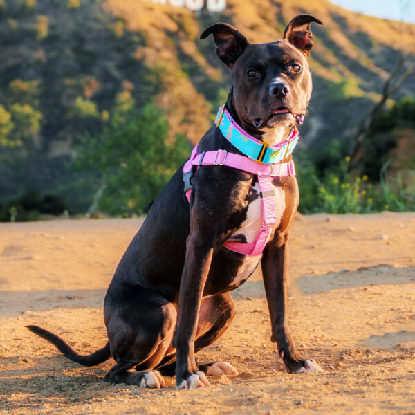 Rose Pink Freedom No-Pull Dog Harness