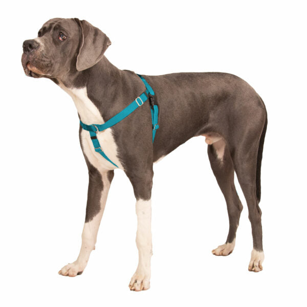 Teal Freedom No-Pull Dog Harness