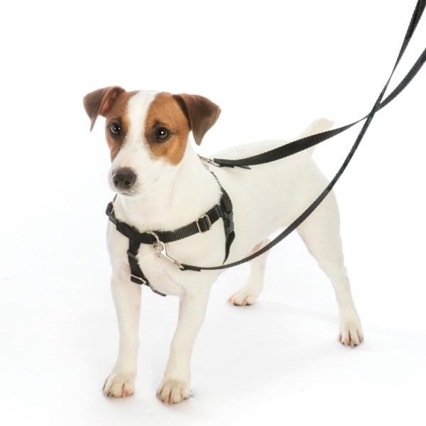 Sweet Sprinkles Freedom No-Pull Dog Harness – EarthStyle